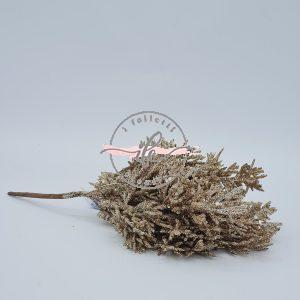 Thuia col. Champagne